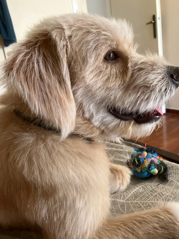 Shaggy dog relaxed in close-up, toy in view.