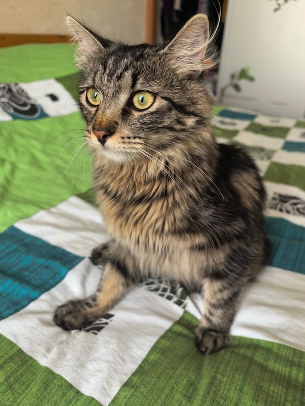 Tabby cat relaxing at home, sunset painting on the wall