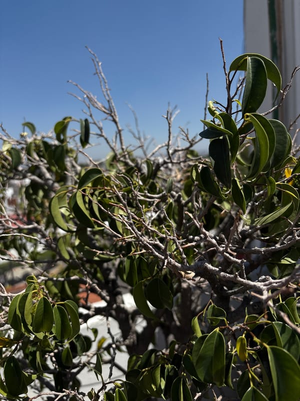 Afternoon documentation of plants, rooftops, interiors in Puebla, Mexico
