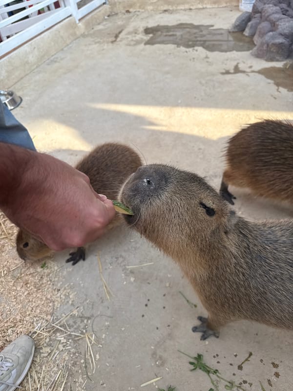 Person Hand-Feeds Capybara in Mexico City
