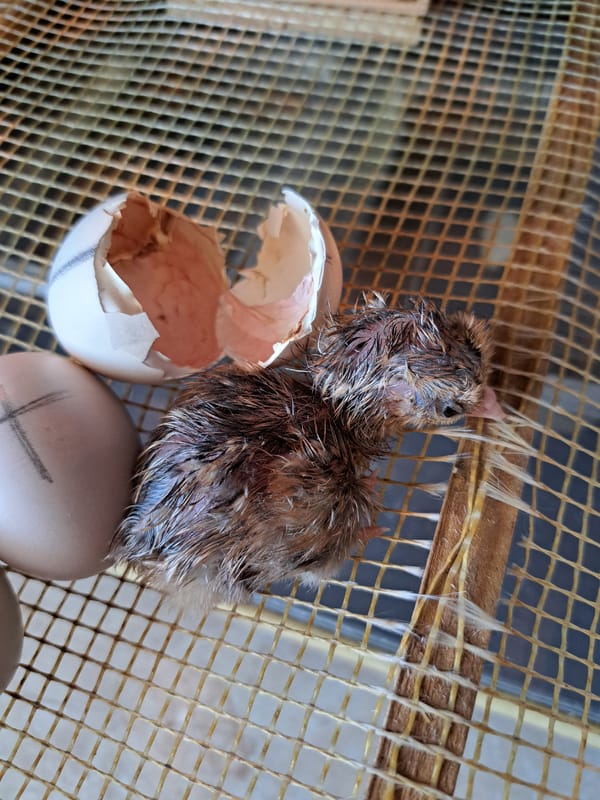 Chick hatching documented at Bulgarian incubator facility
