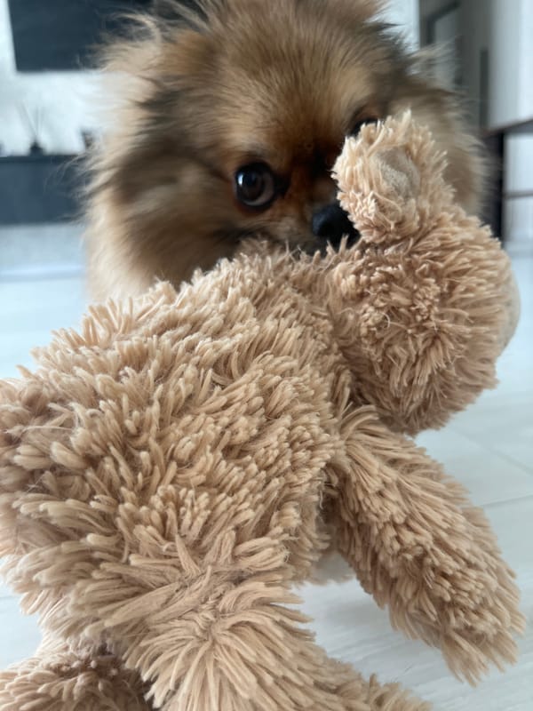 Pomeranian dog playtime and casual moments captured across two hours
