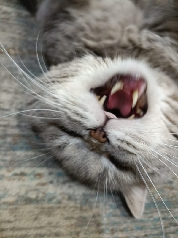 Grey cat fully relaxed on a carpet, mid-yawn