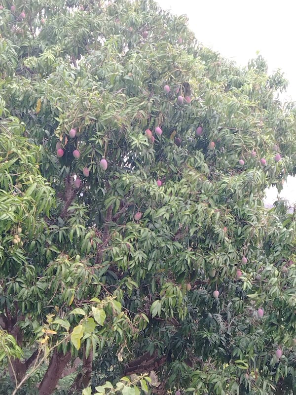 Mango harvest and mountain vista captured in Tinaquillo Venezuela