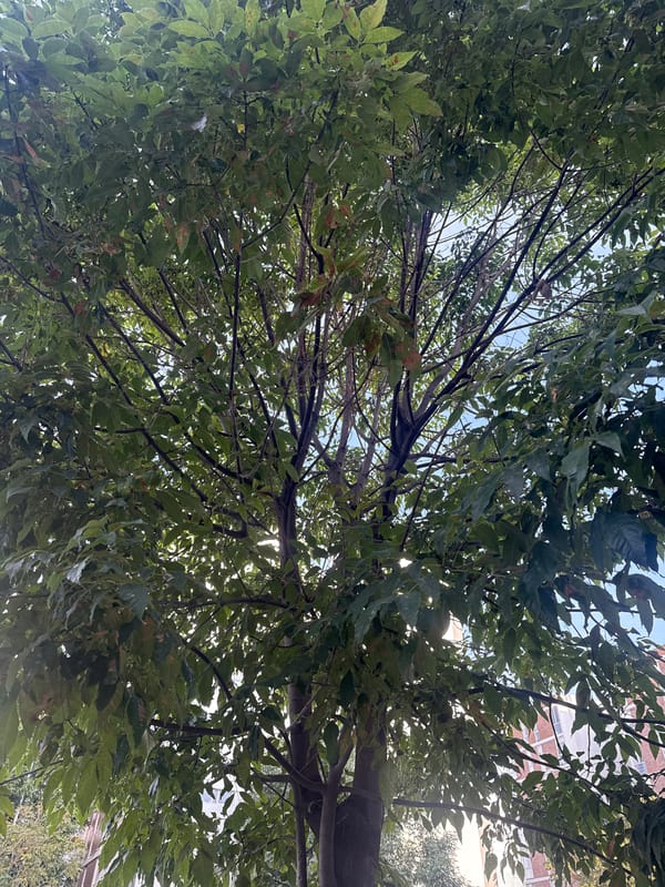 Tree canopy photographed from below in Puebla, Mexico