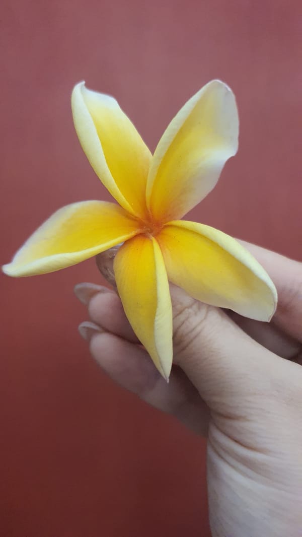 Domestic scenes with flowers and cleaning captured in Kuta Selatan