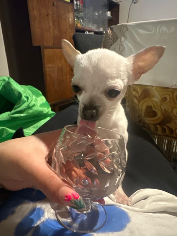 Chihuahua drinks from crystal glass, rests on lap in Bulgaria