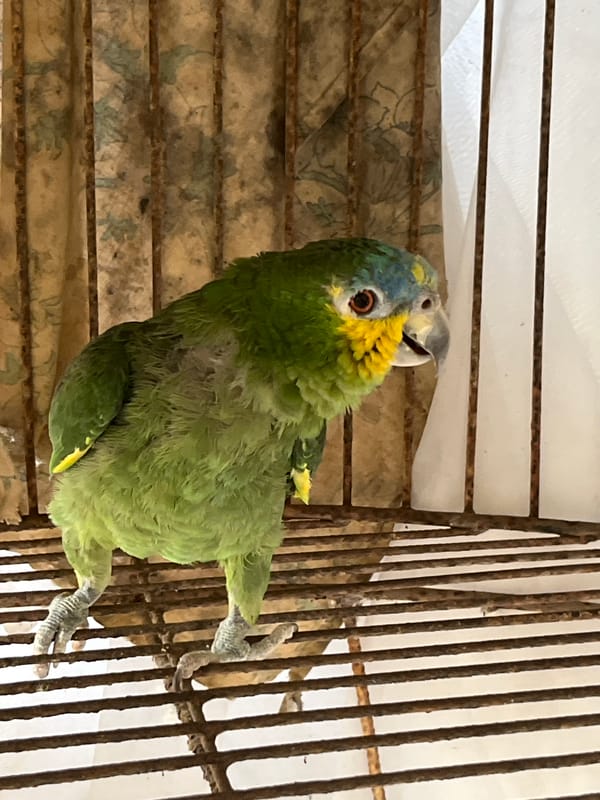 Animals observed in Tinaquillo: caged parrot, resting ram