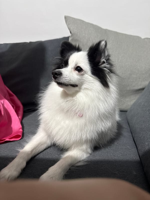 Pet owner documents quiet evening with small dog in Bulgaria