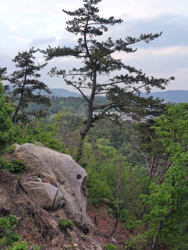 Observer documents Ulsan cityscape from hillside overlook