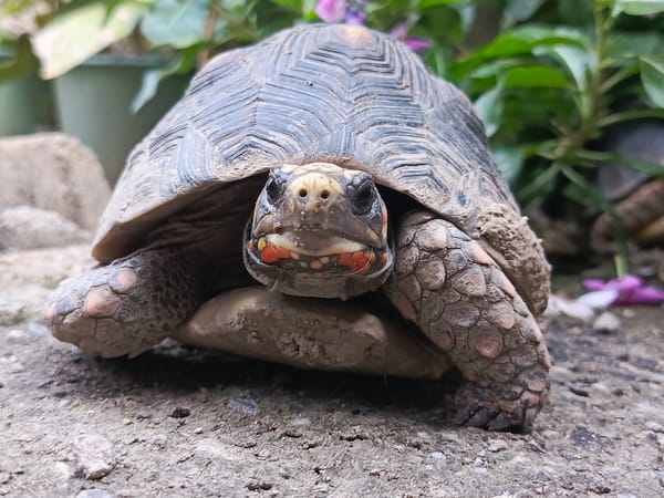 Red-footed tortoise photographed close-up in Tinaco, Venezuela