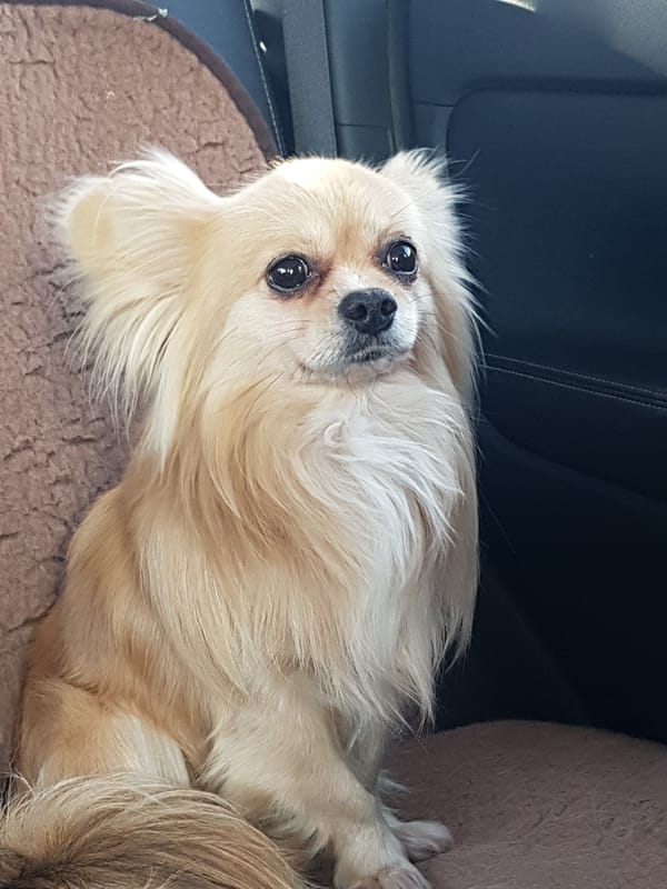 Small dog rests on pet bed inside vehicle