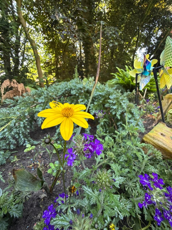 Colorful garden in bloom, Lastrup — flowers and a resting cat