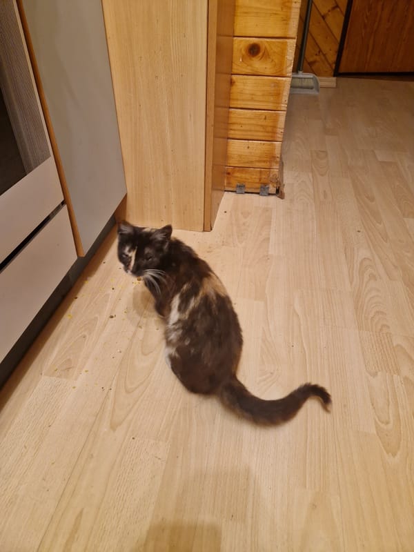 Domestic scenes documented in Poddębice home Sunday evening