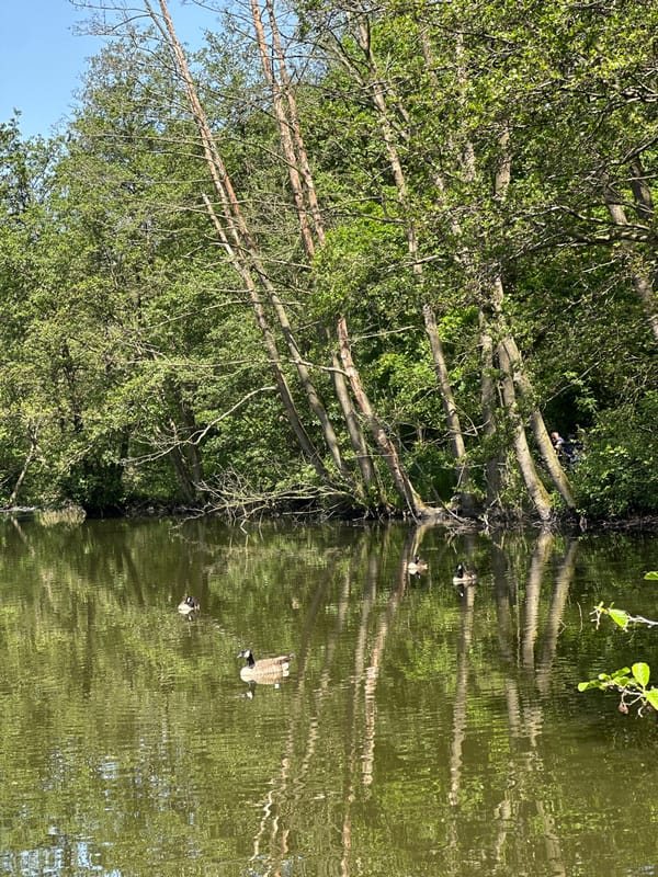 Canada geese spotted swimming in forest pond near Fredenbeck