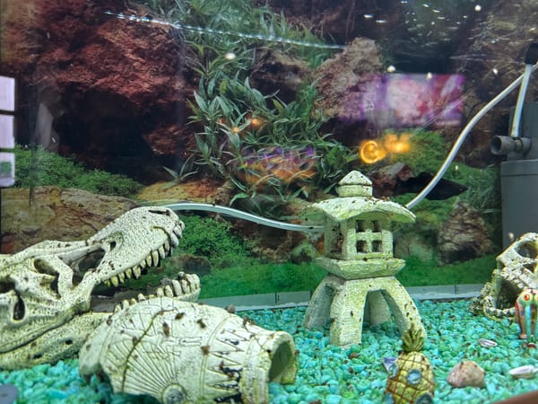 Dinosaur-themed freshwater aquarium spotted in Ludwigshafen am Rhein