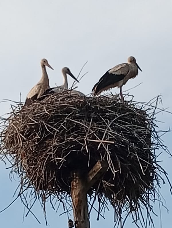 Storks nesting on a pole, yellow dahlia in full bloom