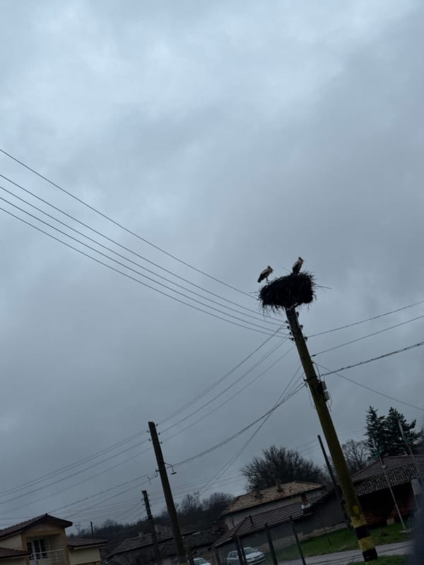 Storks nest on utility pole in Bulgarian village