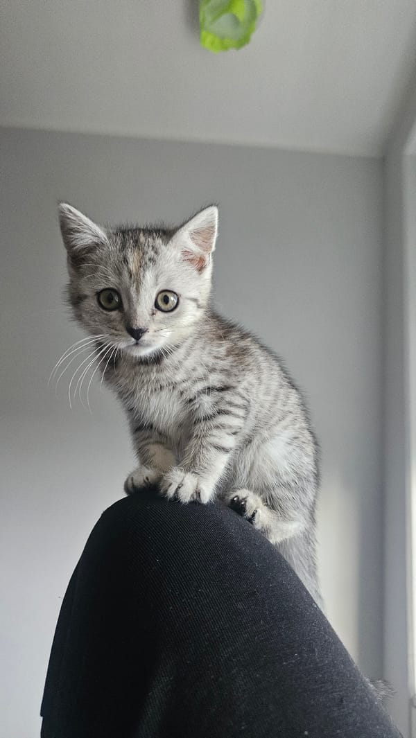 Grey tabby kitten spotted on fabric in Rüsselsheim