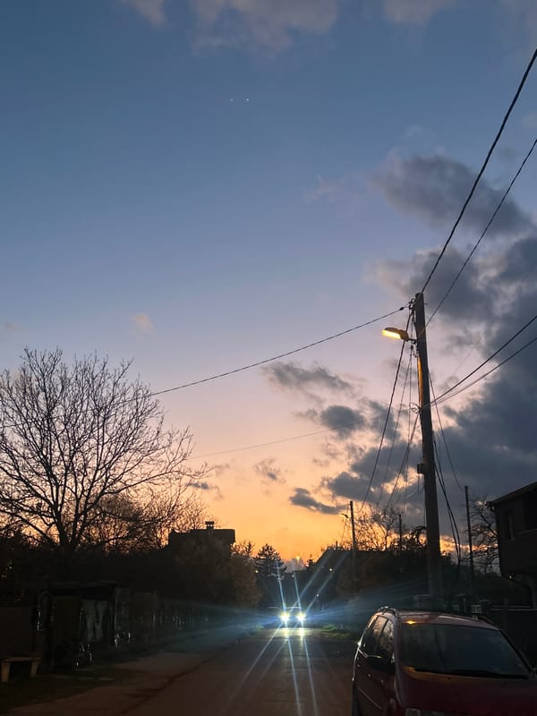 Spring afternoon captures: contrails overhead, dog relaxing near blossoms