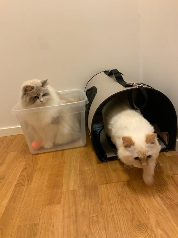 Two Ragdoll cats hanging out in carriers at home