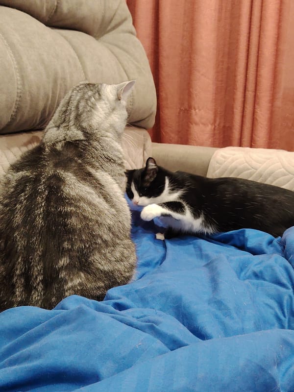Cats documented lounging on blue blankets during afternoon rest