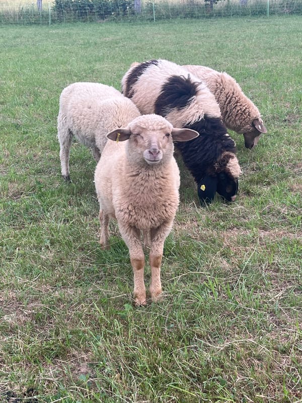 Sheep flock resting and grazing in Neustadt's rural fields