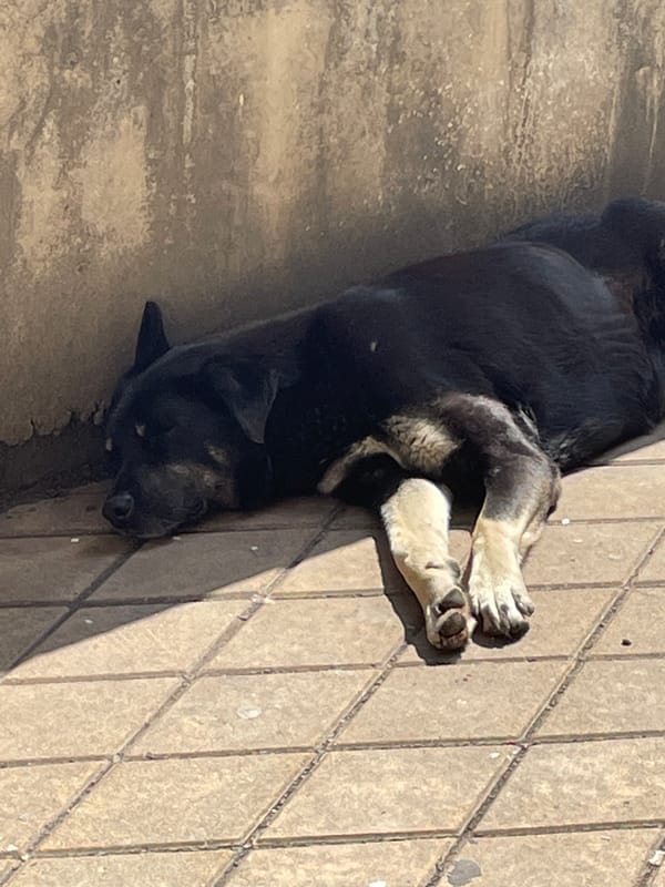 Dog rests and eats on patio in Veliko Tarnovo