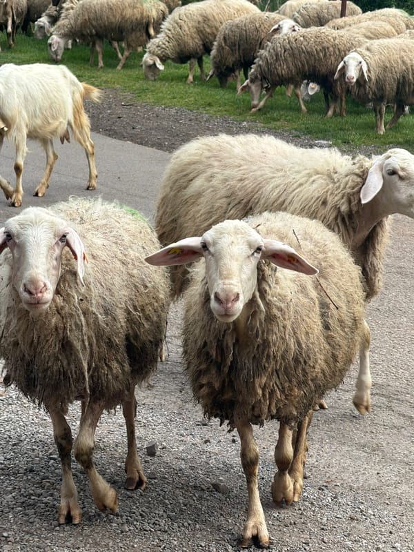 Sheep flock roams Sofia streets during afternoon picnic scene