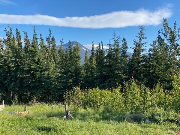 Mountain views, a dog, and free-range chickens in Haines Junction