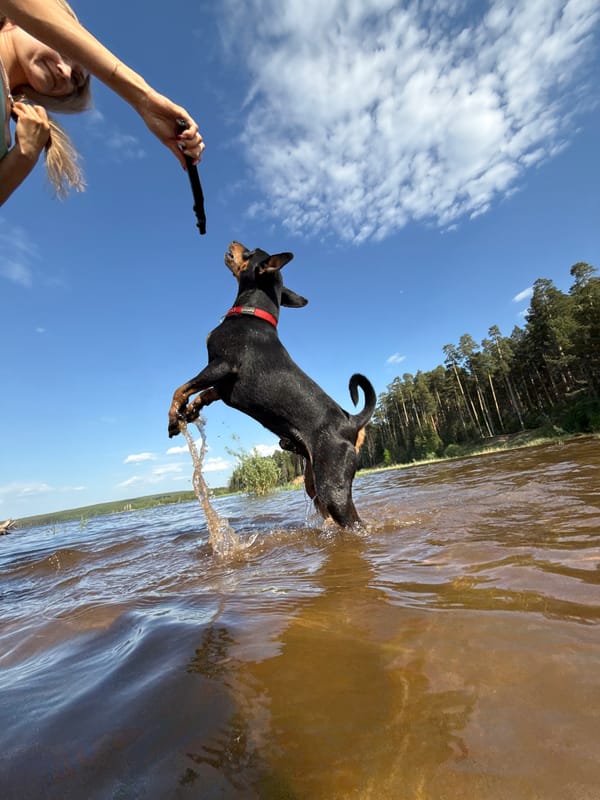 Dog leaps for stick in Chaykovsky water play