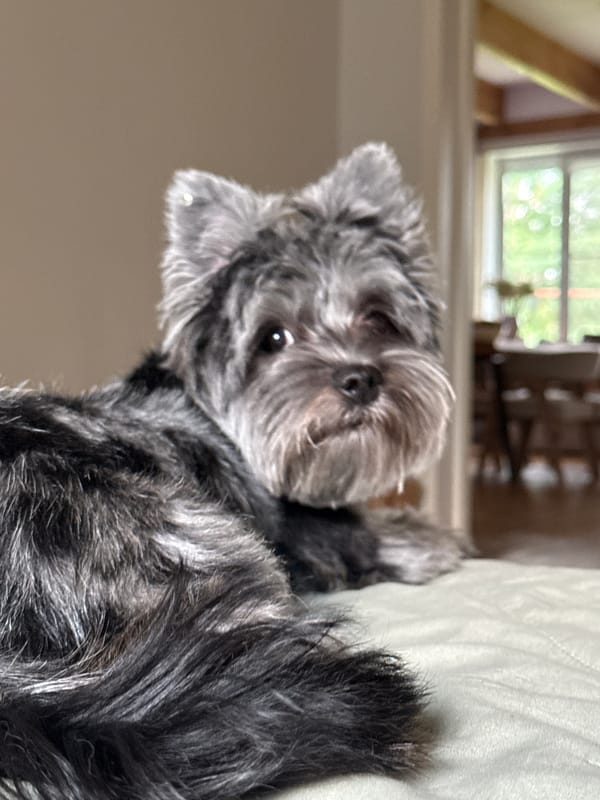 Schnauzer mix has a lazy afternoon at home in Chaikovsky