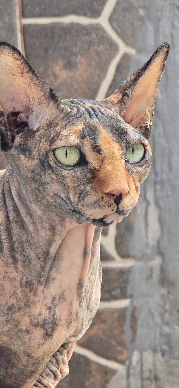 Baku Sphynx cat photographed across outdoor spots
