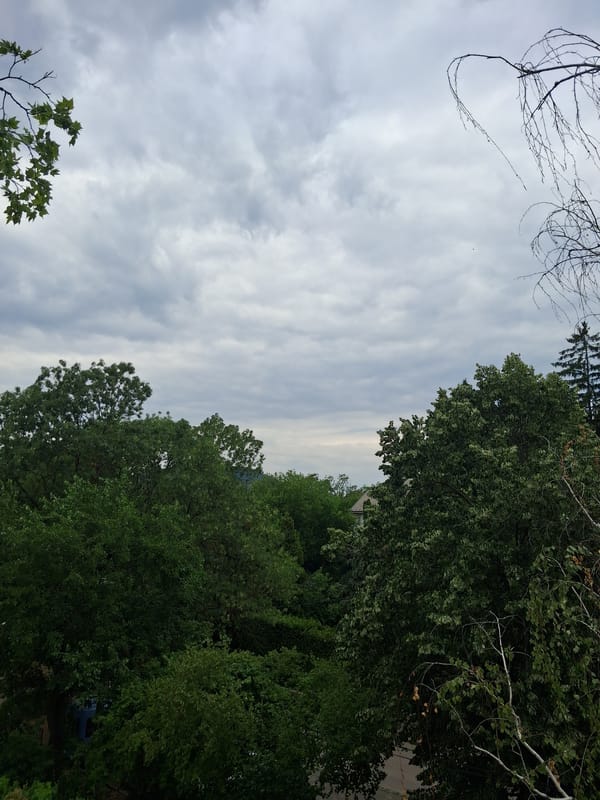 Overcast summer morning in a leafy Budapest garden