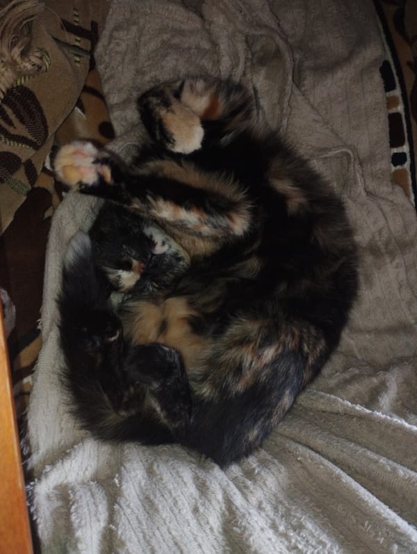 Tortoiseshell cat sleeps on blanket in Saratov, Russia