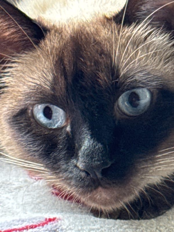 Cozy home afternoon with a Siamese cat in Steklyannyi