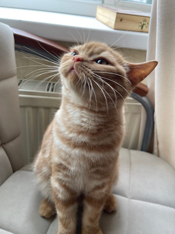 Orange tabby cat's morning routine in Kommunarka apartment