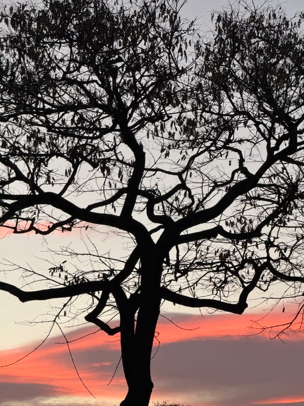 Evening tree silhouettes photographed against cloudy skies in Badalona