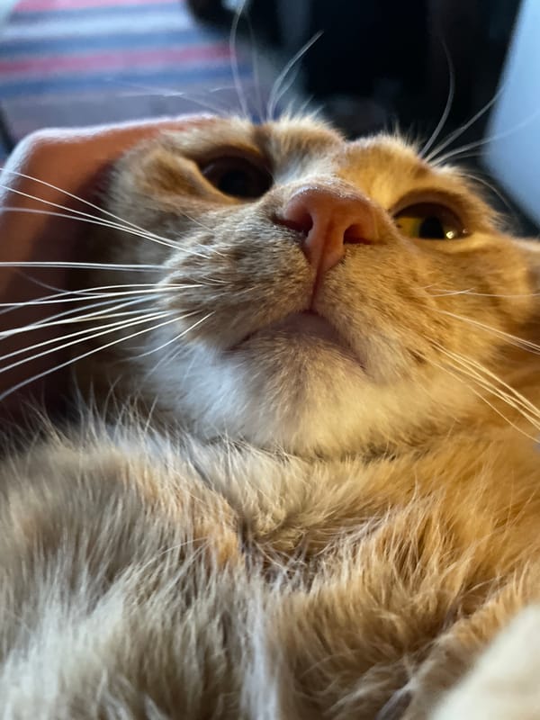 Pet owner captures playful cats and dogs in Zlatograd