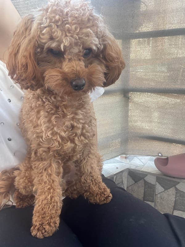 Morning dog routine captured in Pazardzhik, Bulgaria
