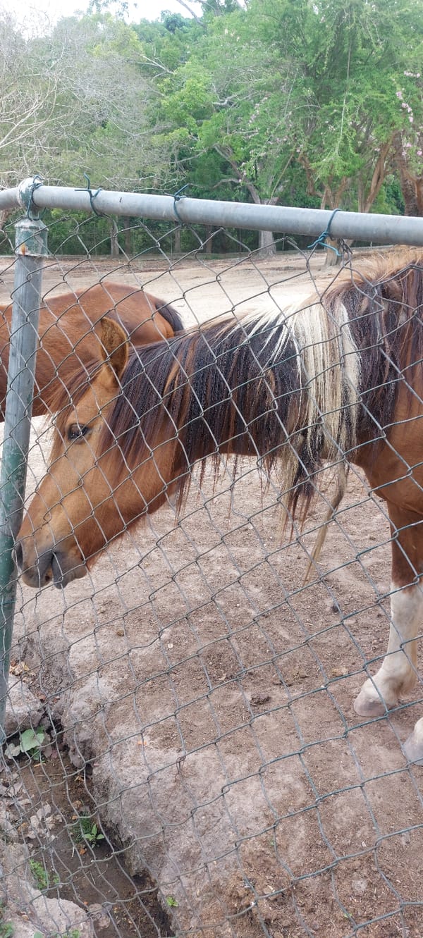 Visitor documents animals during afternoon zoo visit in Caracas