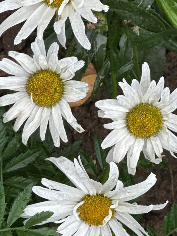 Rain-soaked garden flowers, close up in Podolsk