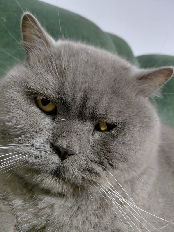 Grey British Shorthair cat lounging on a green sofa in Ukraine