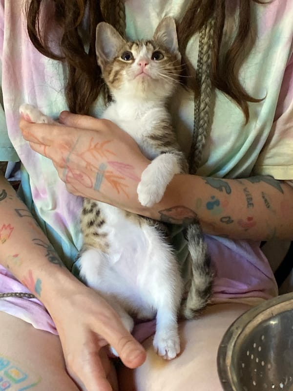 Lazy Tbilisi morning with a kitten, journals, and good food