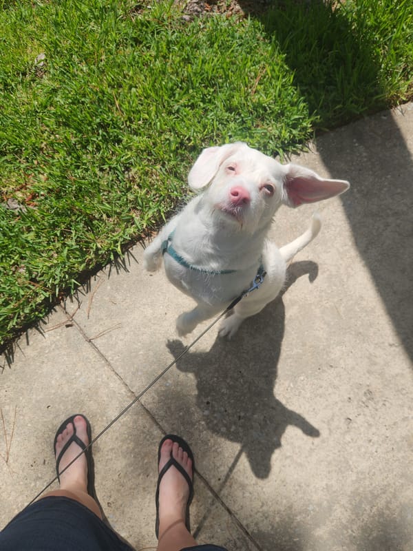 Albino dog on a midday walk through Altamonte Springs