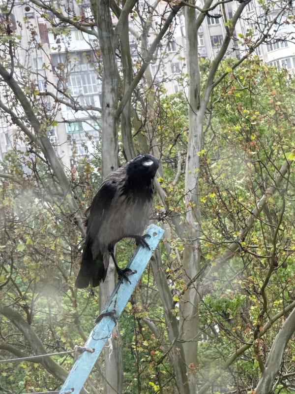 Quiet morning moments: sleeping cat, rainy windows, bird sighting