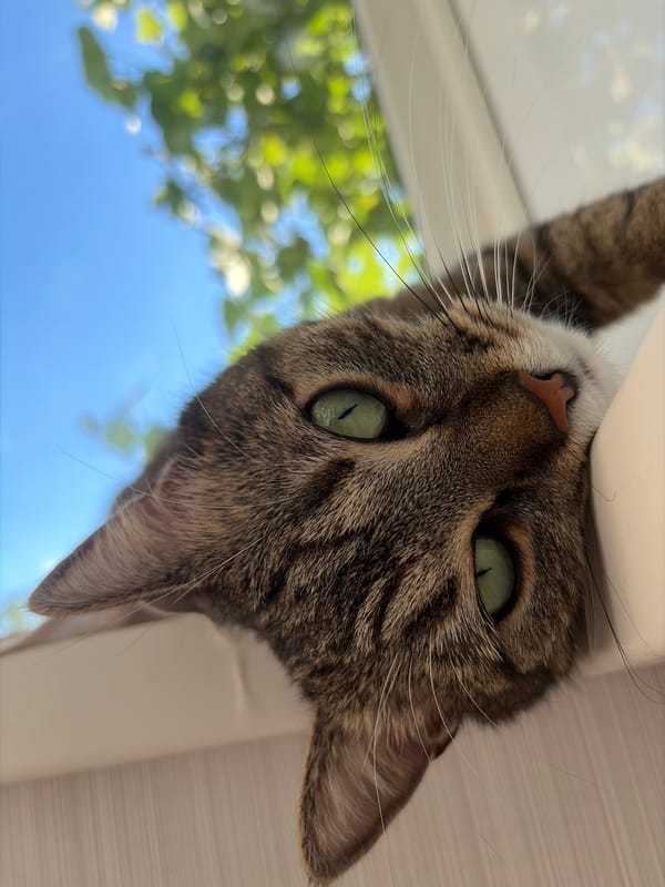 Tabby cat lounges, naps, and investigates a tablet screen