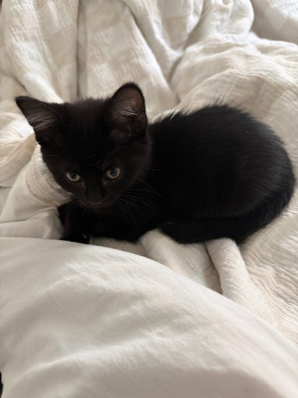 Black kitten with golden eyes rests on bedding