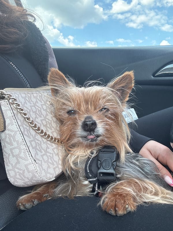 Sleepy Yorkshire Terrier spotted relaxing with owner in Burgas car