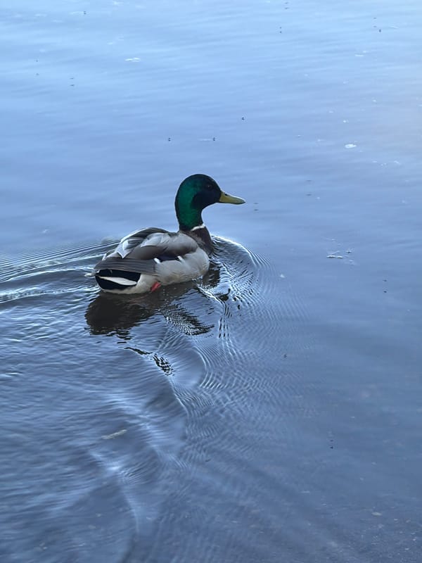 Woman poses with sunglasses by Votkinsk Reservoir, duck swims nearby